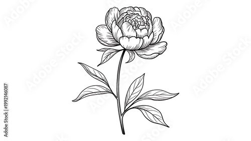 Black and white illustration of a single peony flower with leaves