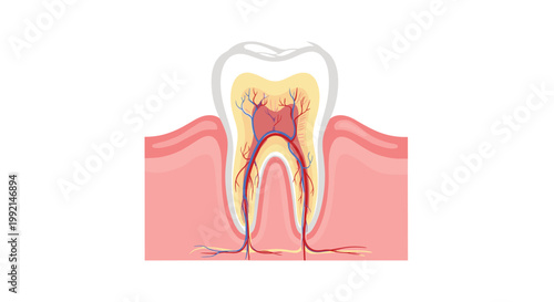 Human tooth cross section diagram showing internal anatomy including enamel dentin and pulp with root canal system in gums.
