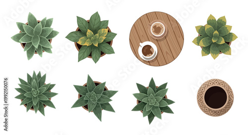 A top-down view of succulents and coffee cups on a table
