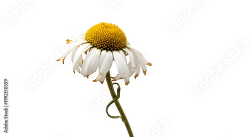 wilted daisy flower with white petals and yellow center isolated on transparent background