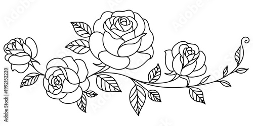A beautiful black and white line drawing of three blooming roses on a vine with leaves for coloring book art and floral design. Vector, illustration