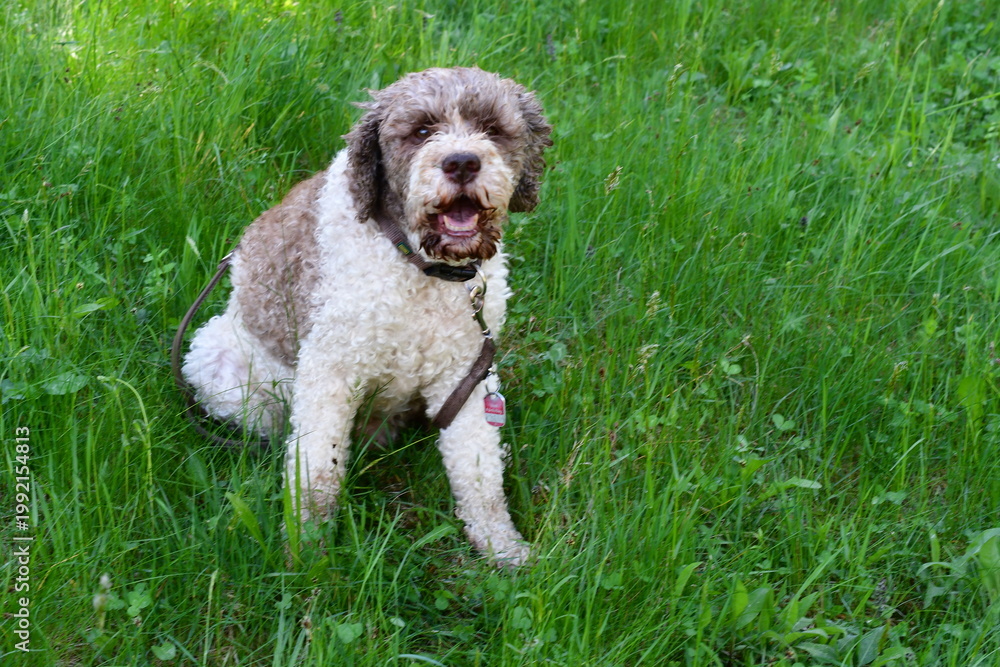 Fototapeta premium Portrait eines Lagotto Romagnolo Hundes