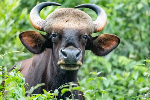 Foto Indian Gaur, also known as the Indian bison, which is the largest species of wild cattle found in South and Southeast Asia