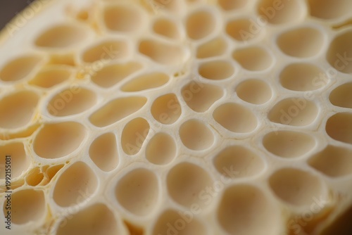 Macro shot of a mushroom's cross-section reveals its intricate, porous internal structure, showcasing delicate and captivating patterns.