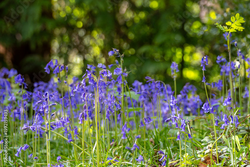 Photos Beautiful bluebells a symbol of humility constancy gratitude and everlasting lov