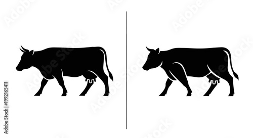 Black cows walking side by side.