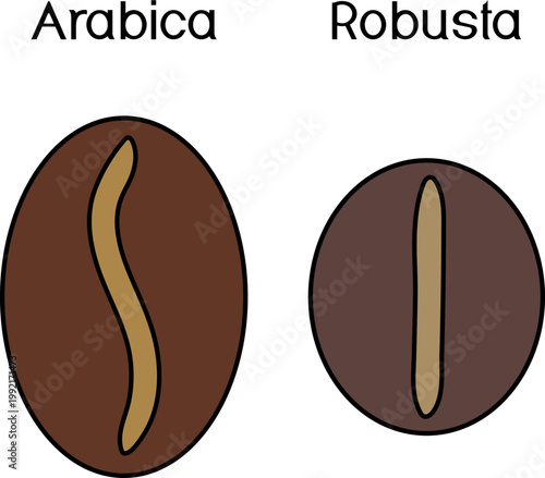 Comparison of Arabica vs Robusta coffee beans. Vector illustration showing differences