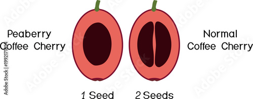 Comparison infographic of Peaberry vs Normal coffee cherry (Coffea Arabica). Vector illustration showing 1 seed vs 2 seeds anatomy