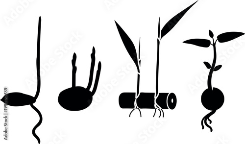 Black silhouettes of sprouting plants: Monocot seed sprout, Potato tuber with shoots, Sugarcane stalk cutting with leaves and Dicot seedling