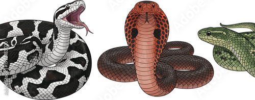 Realistic Snake Vector Collection Featuring Cobra, Viper and Python Reptiles with Detailed Scales Isolated on White Background for Wildlife Design