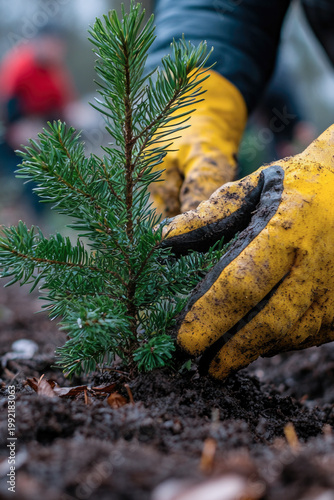 A person wearing yellow gardening gloves plants a new tree, suitable for outdoor and environmental projects vertical frame