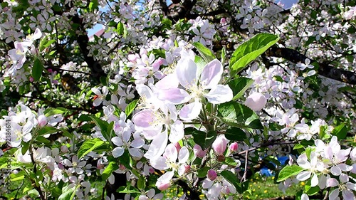 apple tree with flowers with overlay to a closeup of flowers