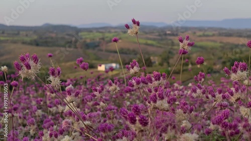 Purple flower clover wildflower meadow at sunset, golden hour glow in spring nature field light