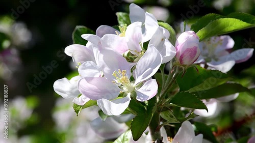wonderful apple tree blossom in spring in Germany