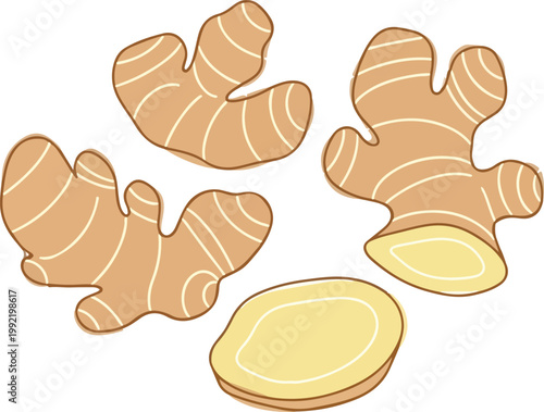 Fresh Ginger Roots and Slice Vector Illustration