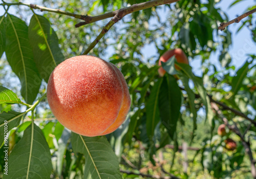 Photography Ripe peach on branch between green lush of peach tree close up.