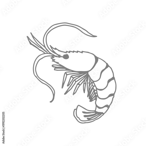 Minimalist Hand Drawn Line Art Illustration of a Shrimp Prawn Isolated on White for Coloring Page or Seafood Menu Design.
