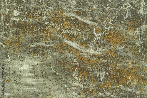 yellow crustose lichen growing on a weathered stone wall surface.	