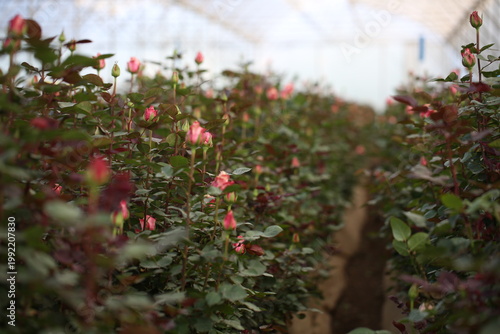 Quadro su tela Close-up of pink rose bushes growing in a commercial greenhouse in Kenya
