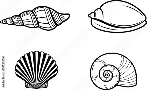 Collection of Tropical Sea Shell Outlines Featuring Scallop, Snail, and Spiral Shell Designs for Marine Life and Beach Theme Illustrations.