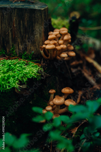 Cluster of wild honey mushrooms growing on a mossy tree stump in a lush forest. Atmospheric nature photography capturing forest textures, decay, and new growth.