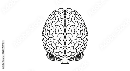 Superior view of a human brain line art illustration showing the left and right cerebral hemispheres with detailed sulci and gyri patterns isolated on a white background.
