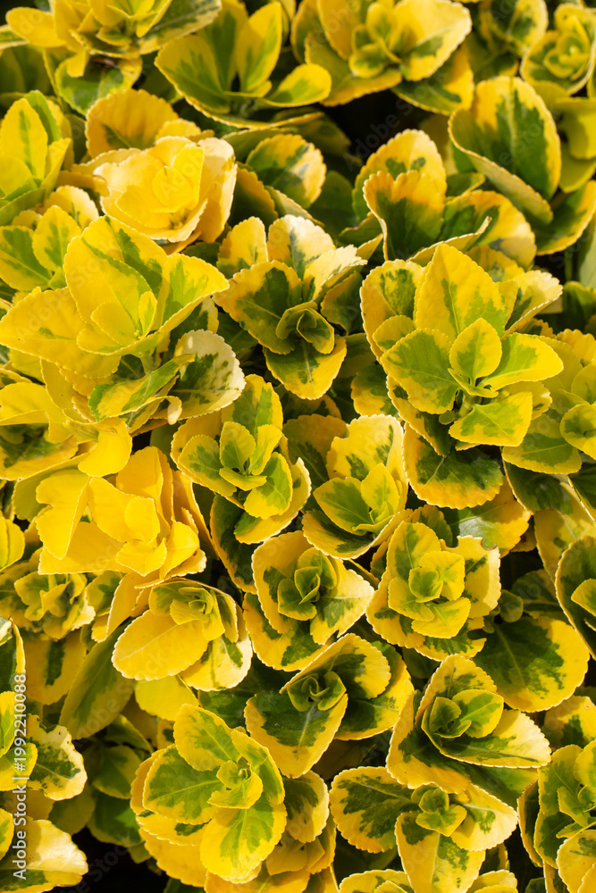 Obraz premium Vibrant Yellow and Green Foliage of Euonymus Fortunei 'Emerald 'n' Gold' Shrub