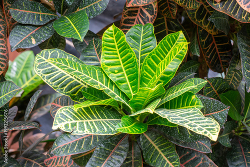 Vibrant and Colorful Varieg...