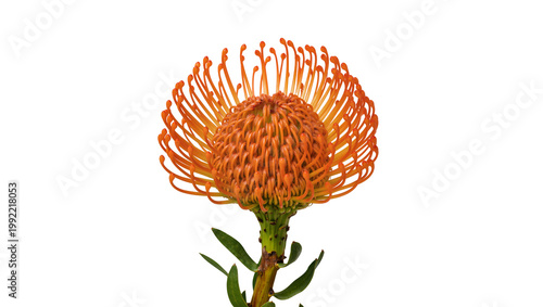фотографія Isolated bright orange Pincushion Protea flower with intricate details and fresh