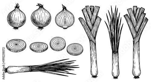 Hand Drawn Allium Vegetables Sketch Set Onion Leek Chives Black White Illustration Collection