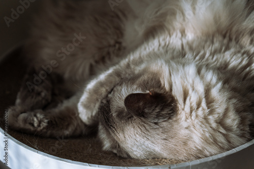 fluffy ragdoll cat sleeping in a basket hiding its nose with a paw