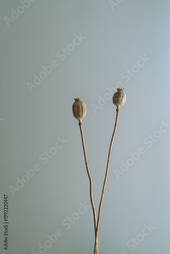 Poppy stems and heads on a white background. Minimal aesthetic still life floral composition
