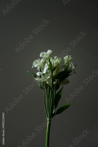 White alstroemeria flower with sunlight shadows against white wall. Aesthetic floral background