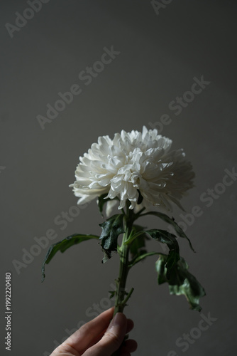 White chrysanthemum flower in hand with sunlight shadows against white wall. Aesthetic floral background