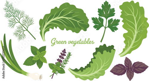 Green Vegetables and Herbs Vector Illustration Featuring Lettuce Parsley Dill Basil Onion and Fresh Leaves for Healthy Organic Food Cooking Design