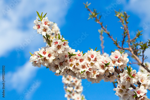 White Almond Blossoms (Prun...