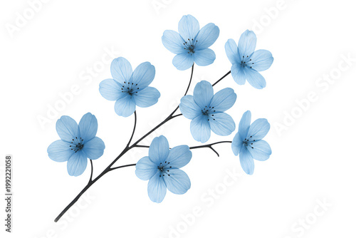 Light Blue Flowers on Thin Branch for Floral Decoration Design Isolated on Transparent Background
