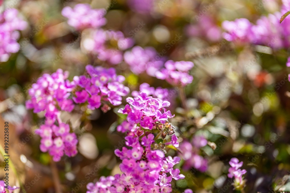 Obraz premium Pink flowers in garden with soft focus and natural background