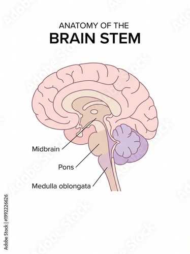 The brain stem anatomy diagram shows the midbrain, pons, and medulla oblongata in detail.