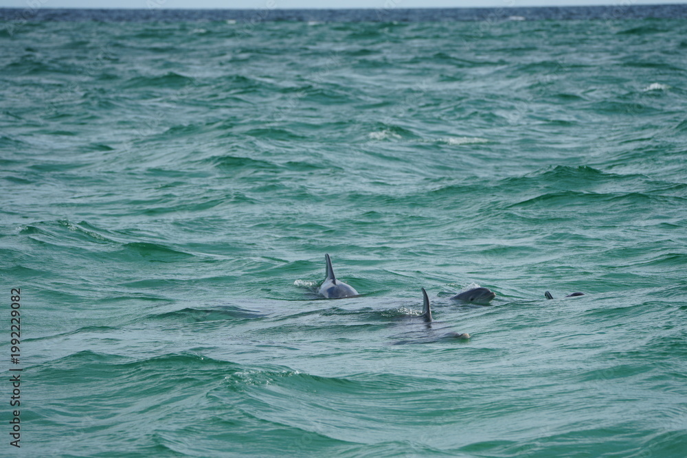 Fototapeta premium Wild Dolphins in Natural Ocean Habitat