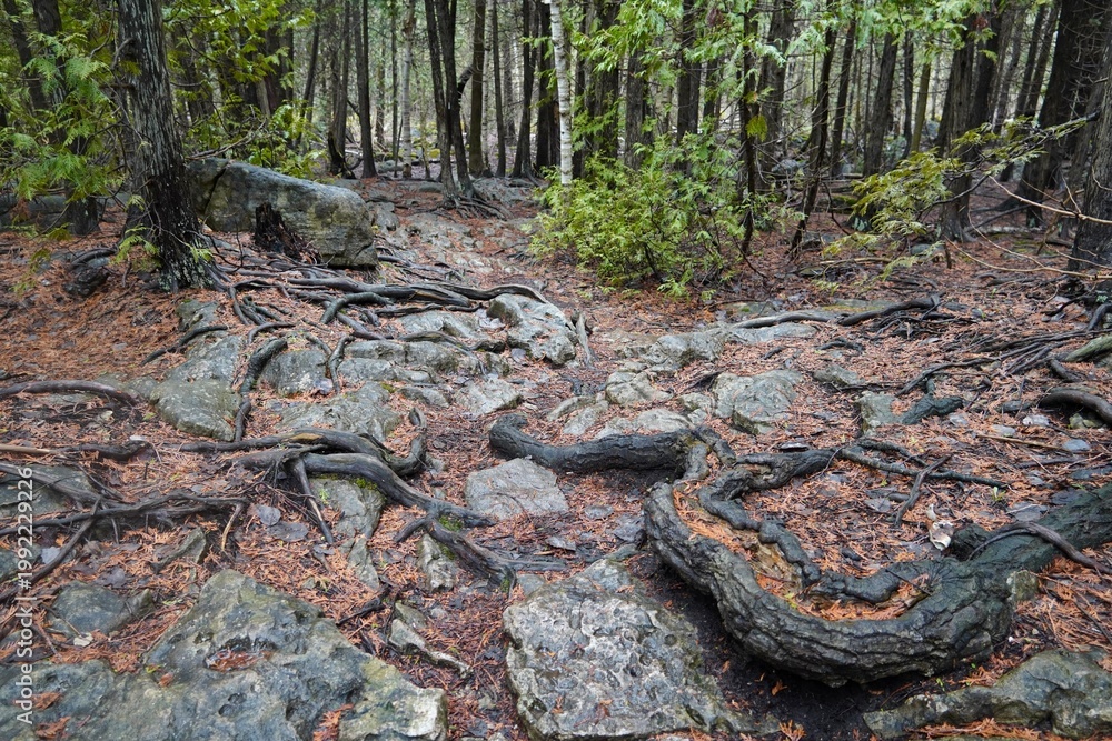 Ταπετσαρία Unique rock and tree root formation on the Bruce Trail on the Niagara Escarpment