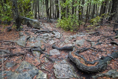 фотографія Unique rock and tree root formation on the Bruce Trail on the Niagara Escarpment