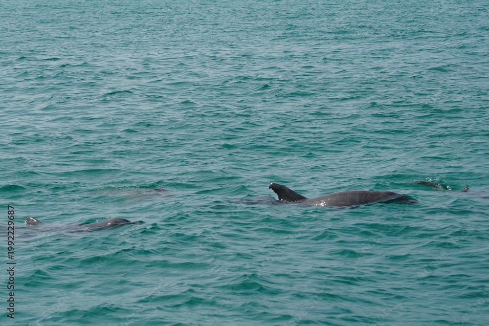 Fototapeta premium Wild Dolphins in Natural Ocean Habitat