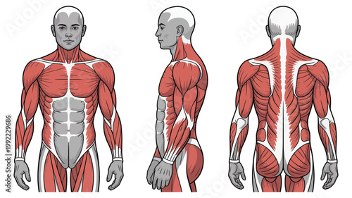 Comprehensive diagram illustrating the anterior lateral and posterior views of human male muscular anatomy.