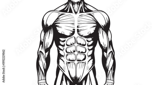 A striking black and white illustration detailing the muscular anatomy of the human torso with defined abs and chest.
