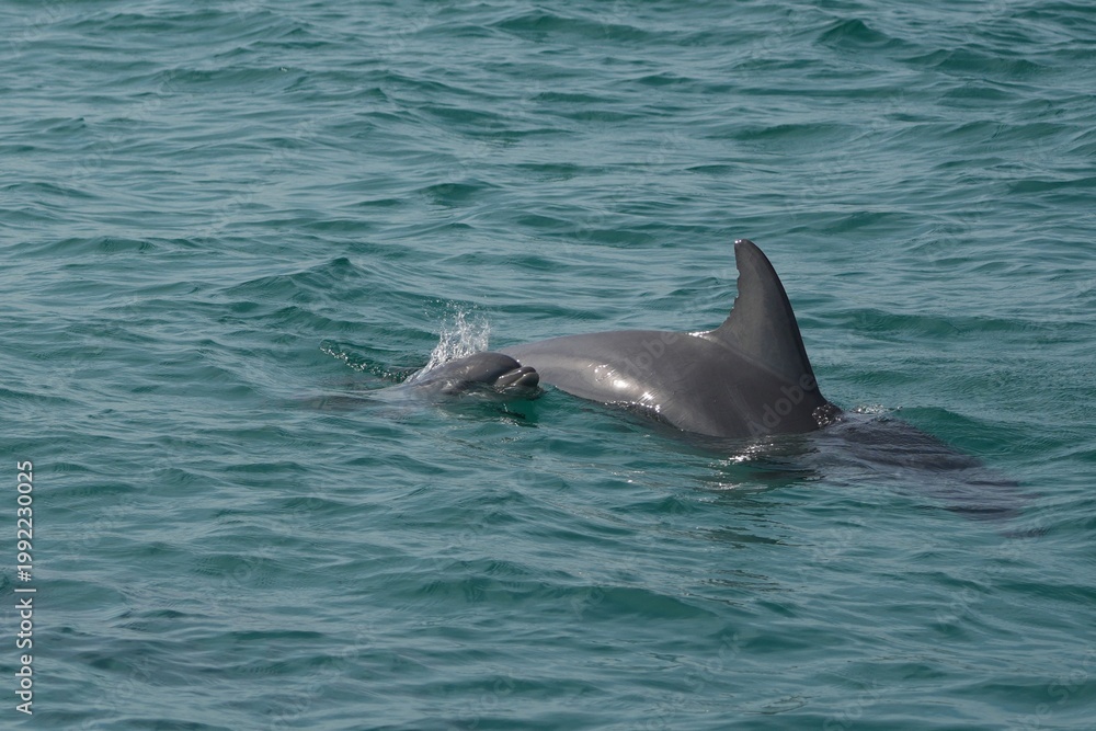 Fototapeta premium Wild Dolphins in Natural Ocean Habitat