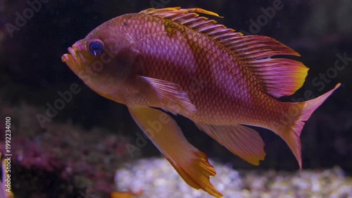 Close up of an orange cichlid fish with large fins swimming around underwater