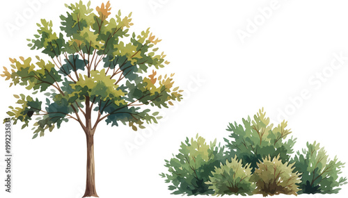 Watercolor Style Vector Illustration of a Single Deciduous Tree and Lush Green Garden Shrubbery Isolated Element