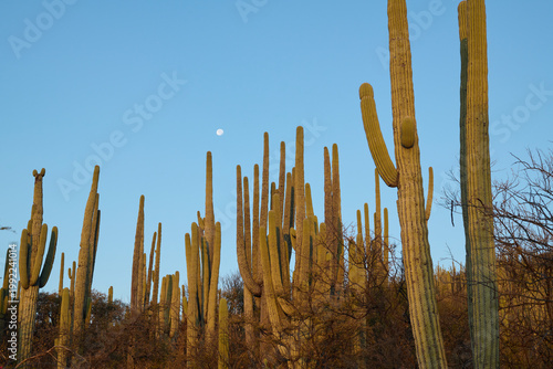 Tall cactus formations under clear sky with moon visible near desert landscape of Teuacan-Cuicatlan biosphere reserve in Mexico.