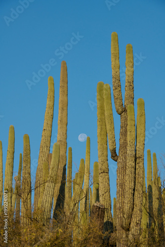 Tall cactus stalks stand under clear sky near Teuacan-Cuicatlan biosphere reserve in Mexico.